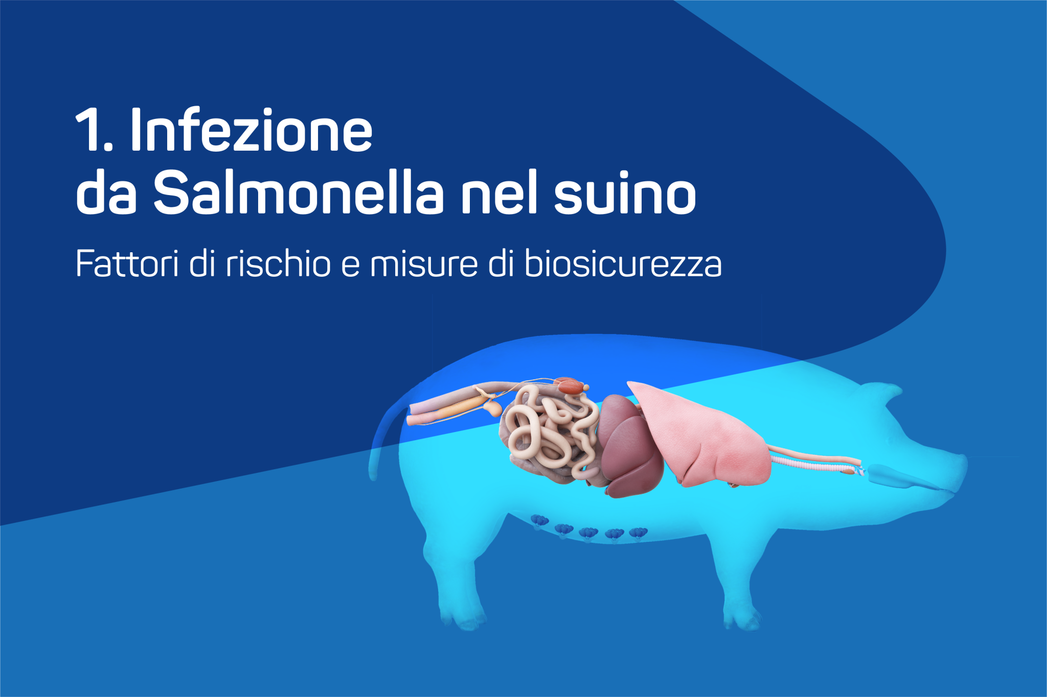 Infezione Da Salmonella Nel Suino Fattori Di Rischio E Misure Di